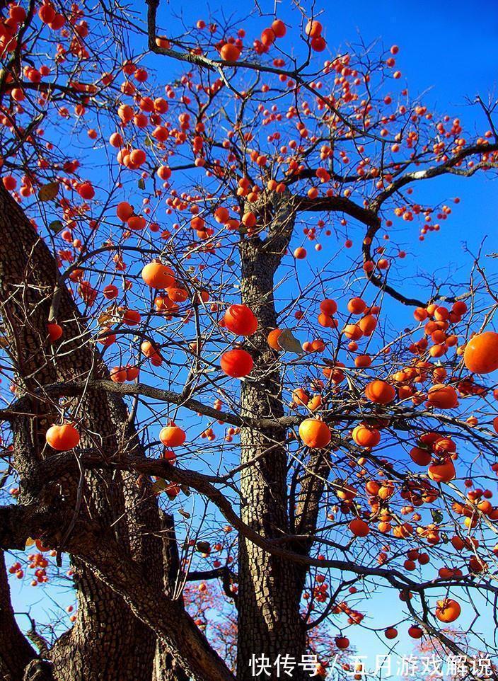 罗汉松|7种树“进宅”,旺财镇宅,延绵百年,家里有地方,一定养一棵
