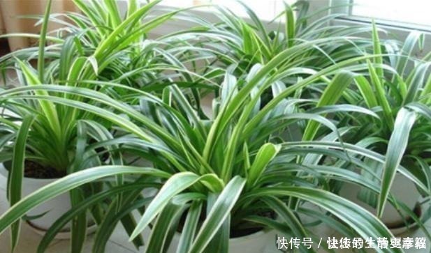 枝条|适合扦插的“4种花”,沾土就活,想练手可以养,轻松繁殖一大片!