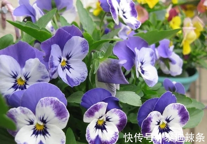 防盗窗养这5盆花,开花多、花期长,邻居看了都眼红