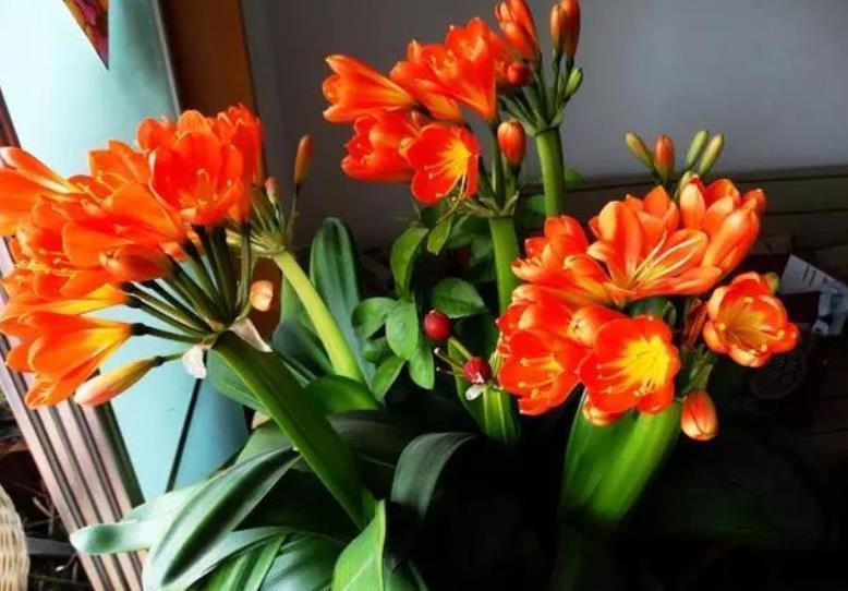 秋冬养君子兰,4件事做错了,养多久都不开花,新手别大意