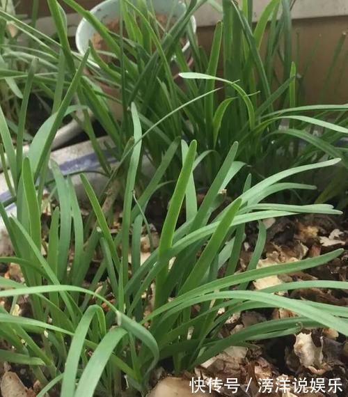 盆栽韭菜怎么养土里加点“料”，叶子宽又绿，采收一茬又一茬