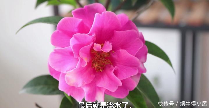 想要修剪茶花,时间和方法很重要,不要错过一年中最合适的时间