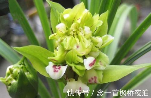 大唐盛世|这款兰花想养死都难,花型难得一见,曾被炒到百万,如今热度不减