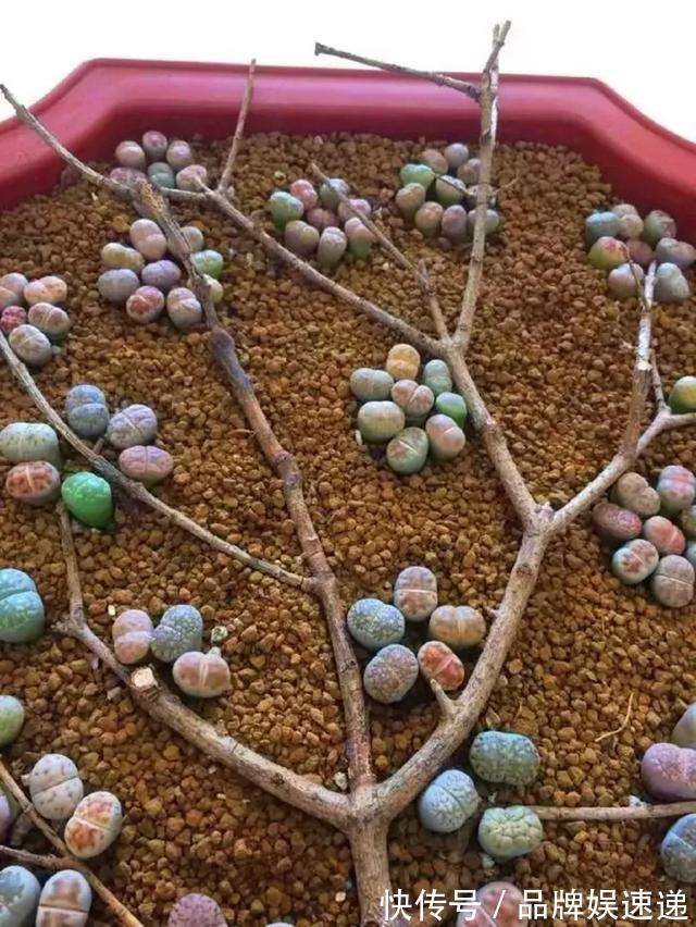 多肉拼盘玩一次就上瘾，这些创意拼法，你一定喜欢