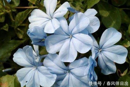 几种花随便养,寓意超好的,招财纳福好运来,日子越过越红火