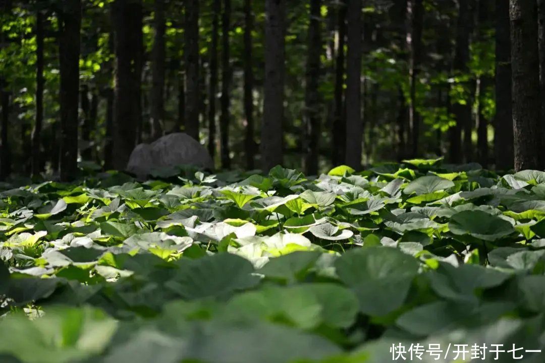 养生|距您仅1-3小时车程，藏着一个天然避暑养生的好地方