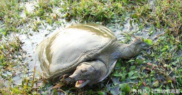  为什么我们只吃甲鱼却不吃乌龟看完解开多年疑惑