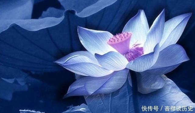 莲花之君子者也翻译
