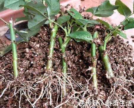 “树皮”放盆里兑水，变成“营养液”，给花卉浇1勺，冒白根