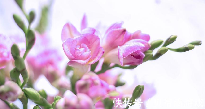 霜降之后,家中一定要养这几种''吉祥花'',开花满园香飘四溢