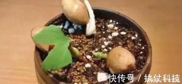 酸角|3类种子得捡回家,冬天将它扔水里,呼呼长成漂亮的绿植盆栽!