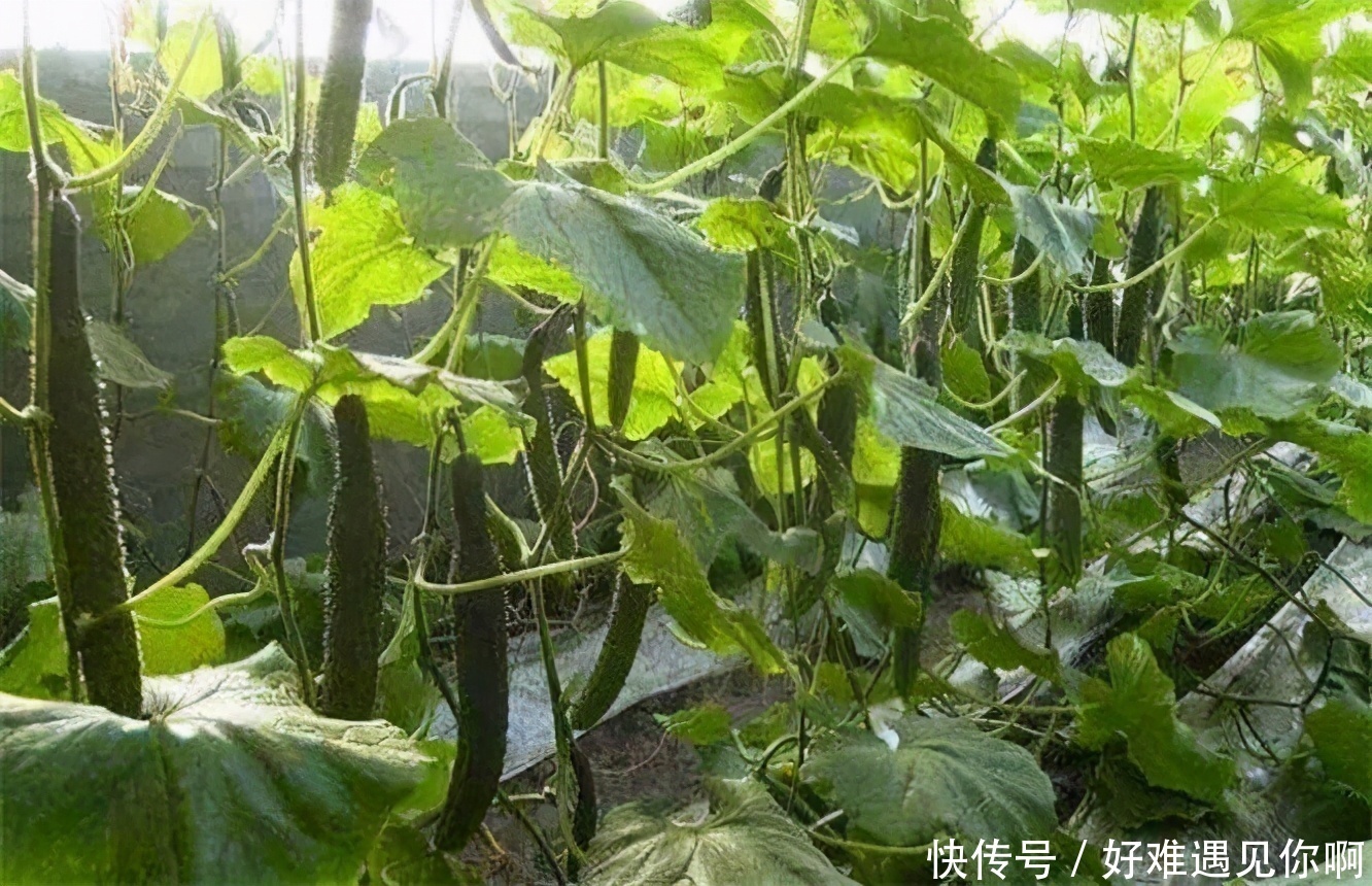 食物|很有营养的三种食物,益气血,补充营养,越吃越年轻