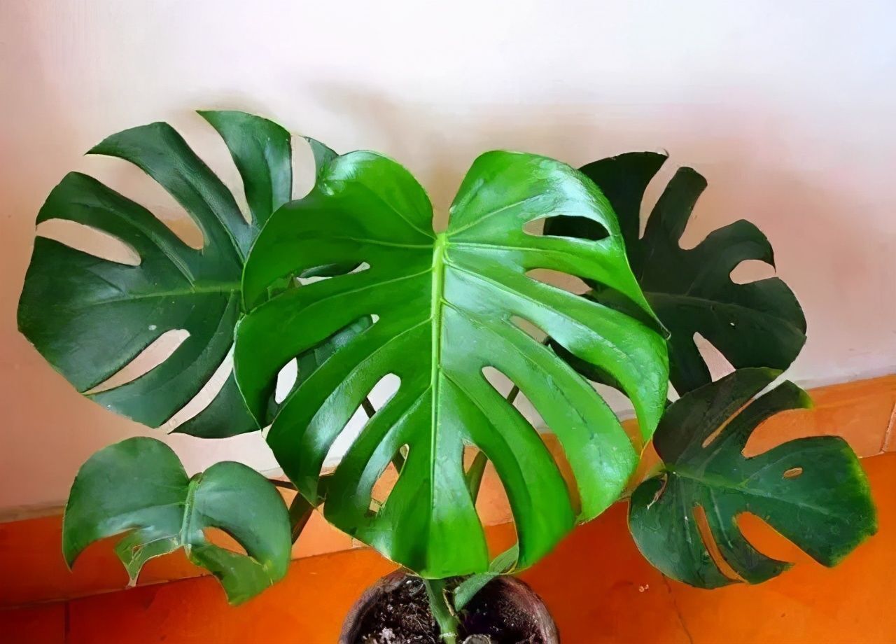 耐阴的四种花,养十年也不会丢,不费心年年生长健壮