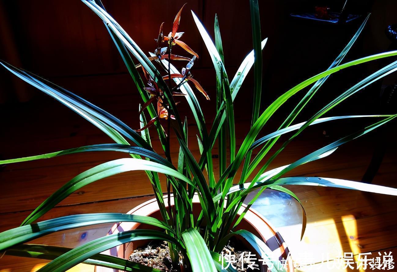 花友们|家中的兰花盆栽多年不开花,究其原因,不过是这3点没做好罢了