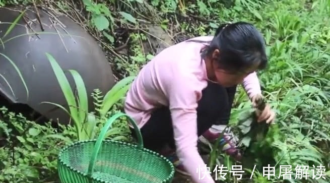 鸭脚板|女子在野外捡回一种野菜，看着像是“野生鸭掌”，和火锅一起绝配