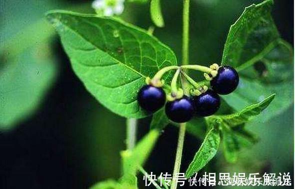 黑星星|此花药用可抗癌，果实酿酒十分美味，象征着穿越了千年的爱