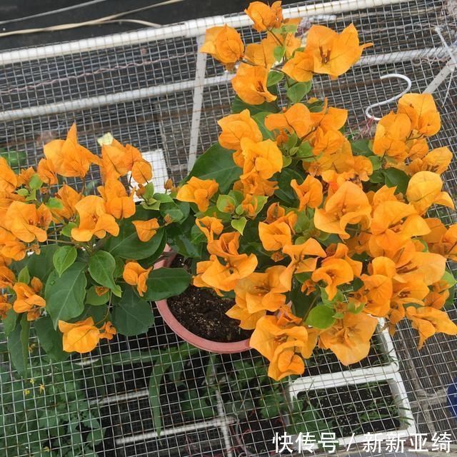 3种花都是“酸水”喂大的,每月浇点醋,黄叶消失,花满枝