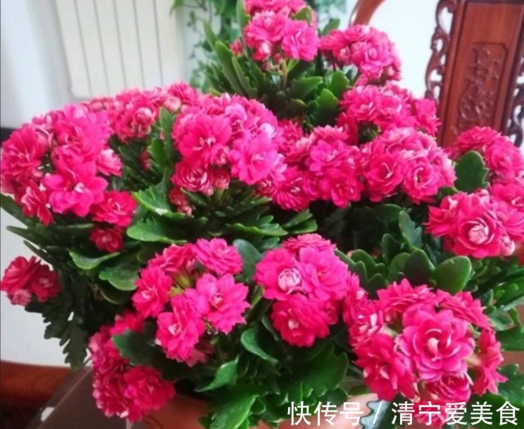 修剪|长寿花多开花,没有什么技巧,只需做好4个关键养护!