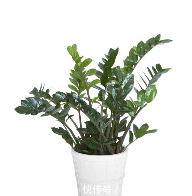 客厅养“3钱4财”,好看又好养,新手反倒看不上!