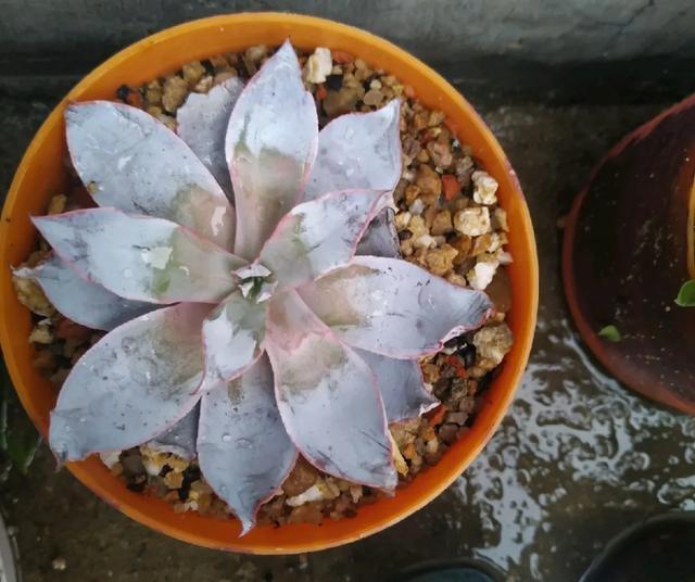 雨水|10种不能淋雨的花,淋完雨就死,盆栽养花注意事项