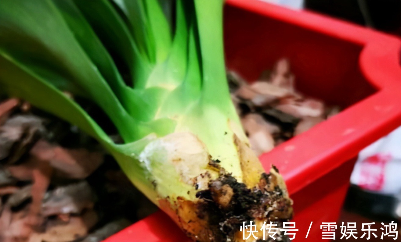 烂根|4种“吉利花”,被水浇死了不要扔,简单处理又能长满盆