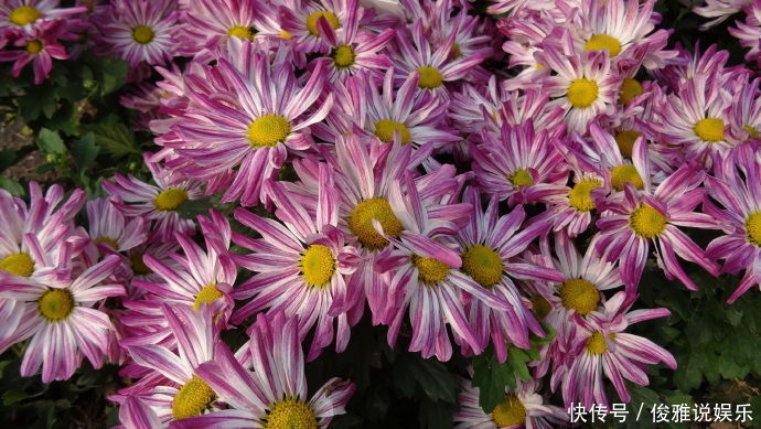 喜欢菊花,首选“欧洲小米菊”色彩糖果,似黄色糖粒,色彩斑斓