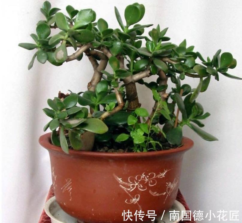 打理|秋天盆栽玉树，怎么打理？满足4点，茎干粗壮、根须旺，好过冬