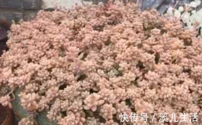肉肉|为何别人的肉肉轻松就爆盆,原来他们种了这种会生“宝宝”的多肉