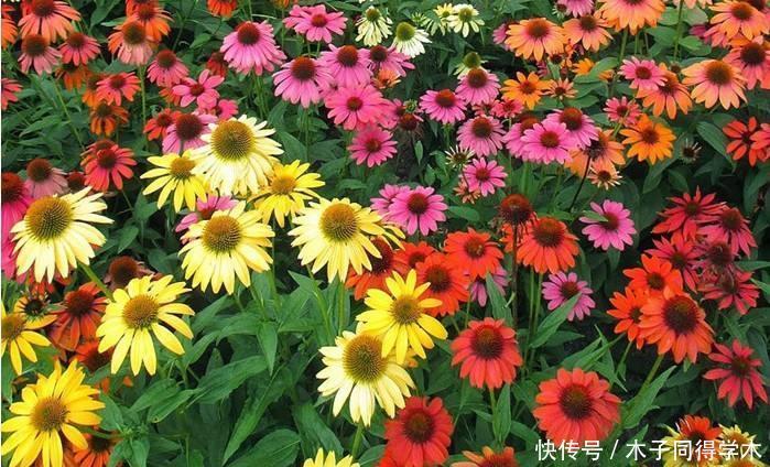 可爱的松果菊,一开花变成花海,耐旱耐旱,最适合院子里种