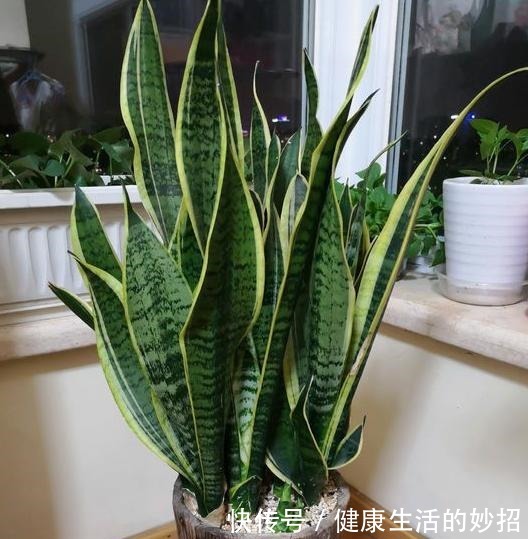 虎皮兰有“四怕”,养它一定要避开,笋芽出的多,开花特别香!