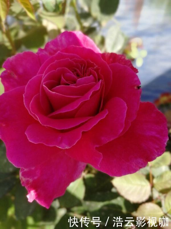 雍容华贵|喜欢养玫瑰,就养盆“玫瑰精品”粉和平玫瑰,雍容华贵,色彩艳丽
