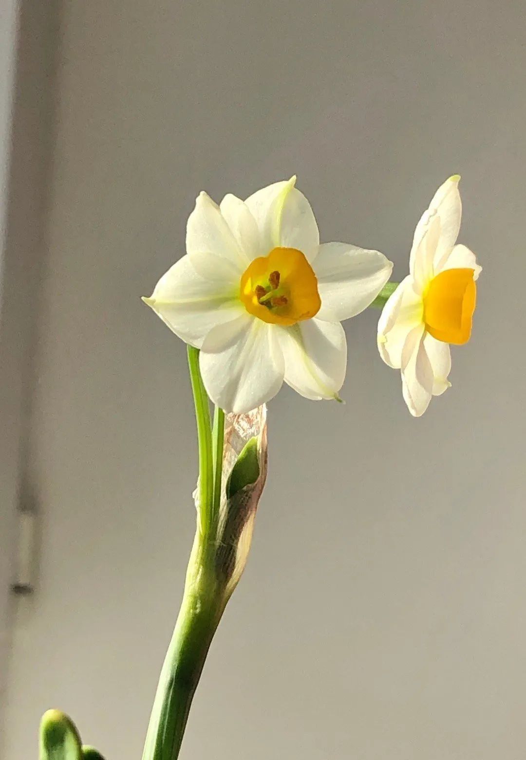 桃花岛水仙花正开|普陀冬日| 桃花岛