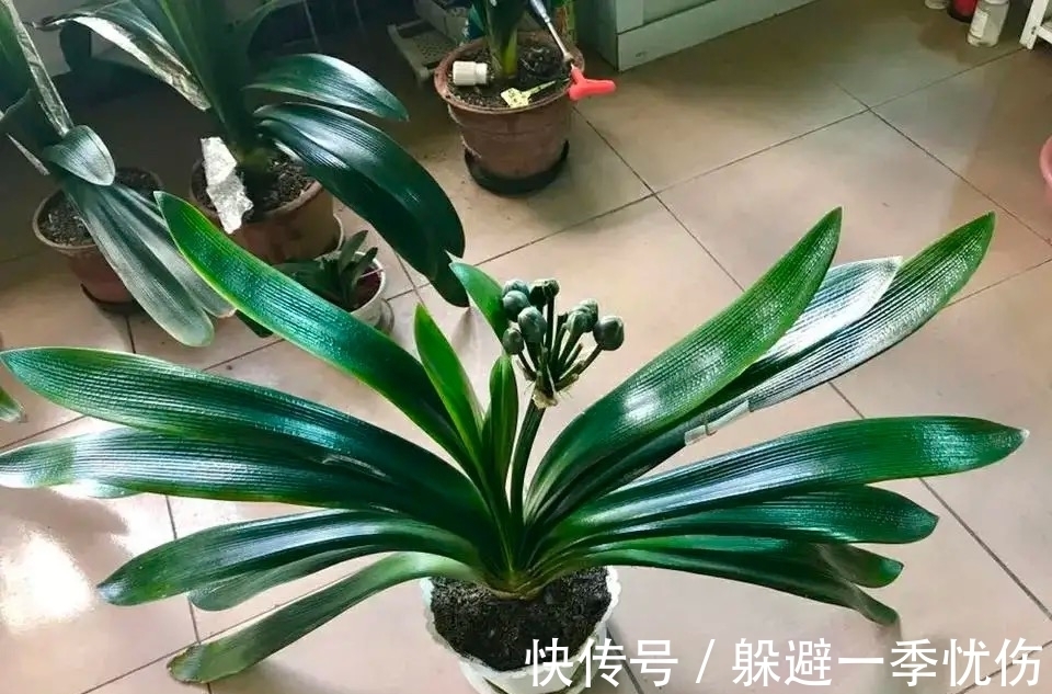 发酵|为什么你养的君子兰始终不开花?问题出在浇水上,四种水轻松化解