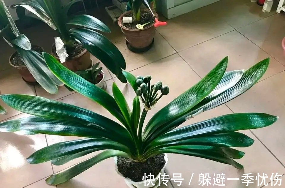 发酵|为什么你养的君子兰始终不开花？问题出在浇水上，四种水轻松化解