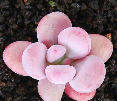 见过这么肥美的多肉吗团圆粉嫩惹人爱，一盆就击中你的心