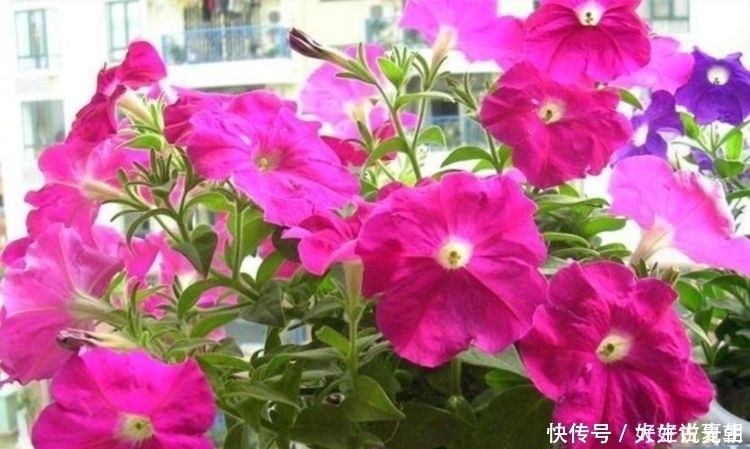 种花|超迷人的4种花,花色超美,一年开花多次,你值得拥有