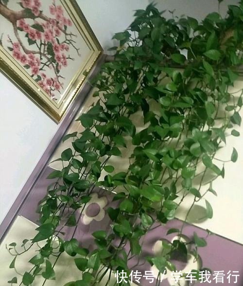 从来不买肥料,每次浇水加点“它”,绿萝长成瀑布状,大家纷纷学!