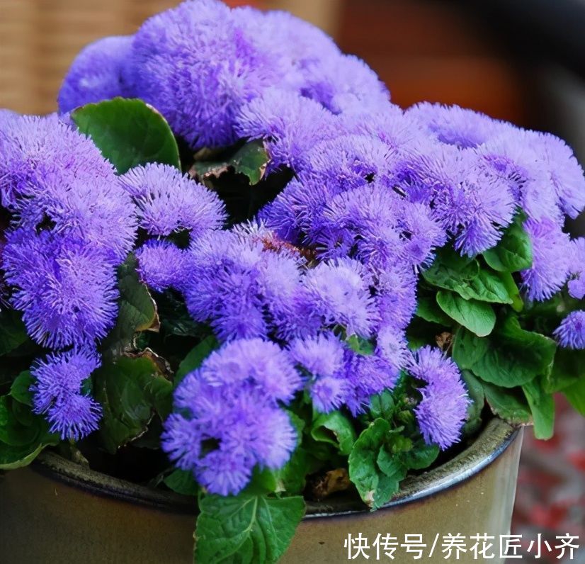 无尽夏|开花植物中“蓝色”很少见，如果你喜欢蓝色花，给大家推荐17种