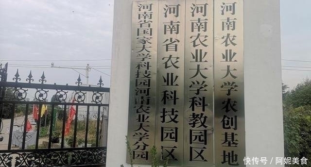 蔬菜|有一种青菜包饺子特香，却很少人认识，种上一点，能吃上大半年