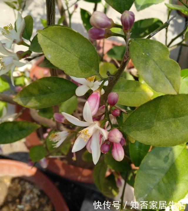 3种“养人树”，漂亮有香味，能吃能观赏，建议至少养一种