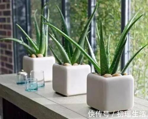 家里什么植物都可以不养，唯独这4种花万万要摆放上，后悔才察觉