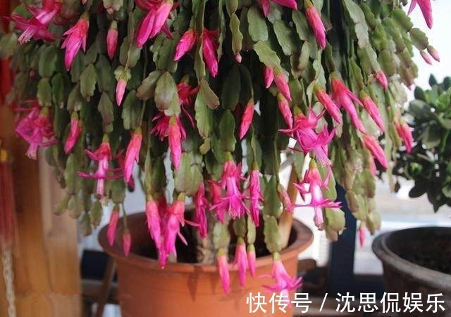 10样水浇蟹爪兰、仙人指、假昙花,开花上百朵,营养土都不用换