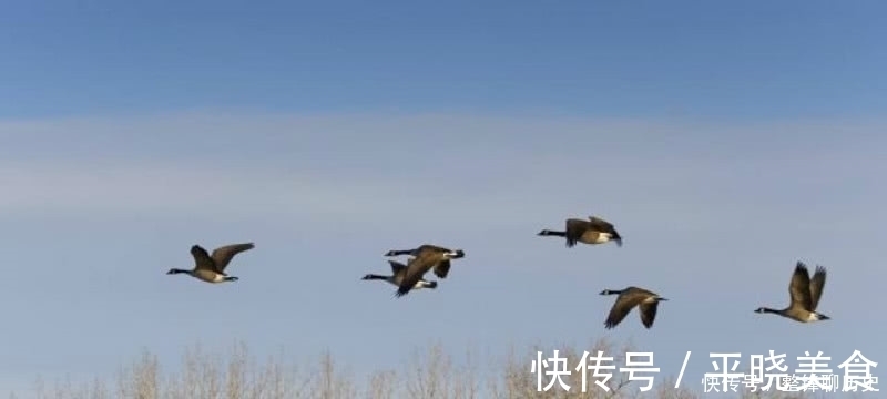 飞鸣@杜甫晚年一首表达孤独的诗,短短的几句,却把孤独描写得深入骨髓