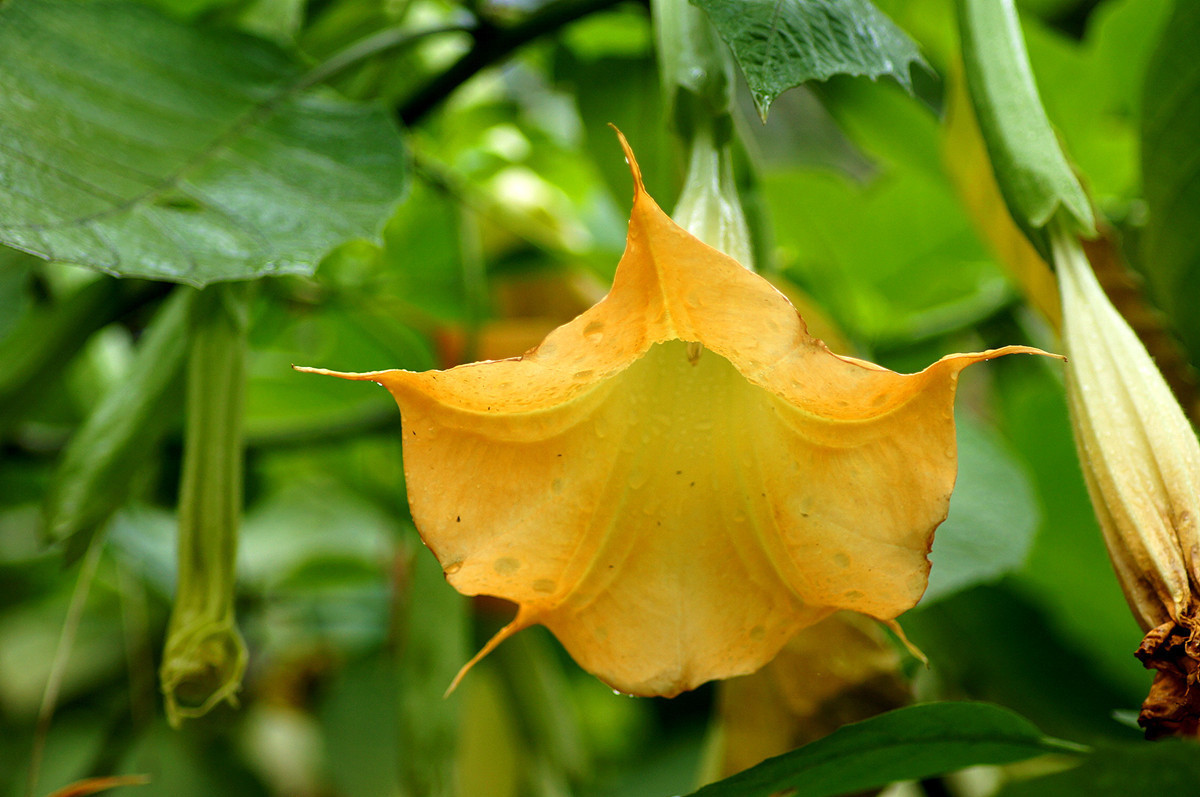 此花外形怪异，颜色妖娆，总给人一种神秘感，象征着恐怖和黑暗