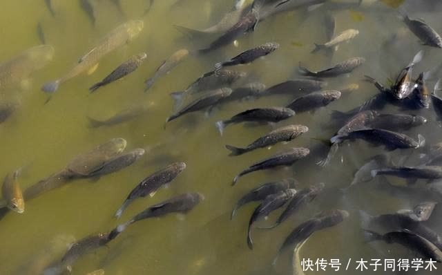 传统钓抬竿时机的把握,增加鱼获只需掌握这几点