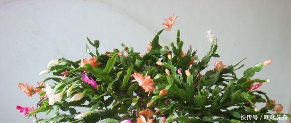 3种花冬天养,忍住“30天”不浇水,反而越养越旺,“窜”满盆!