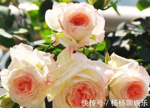 美人|喜欢菊花,就养盆“玫瑰精品”可爱多,似美人偏偏,娇艳高贵