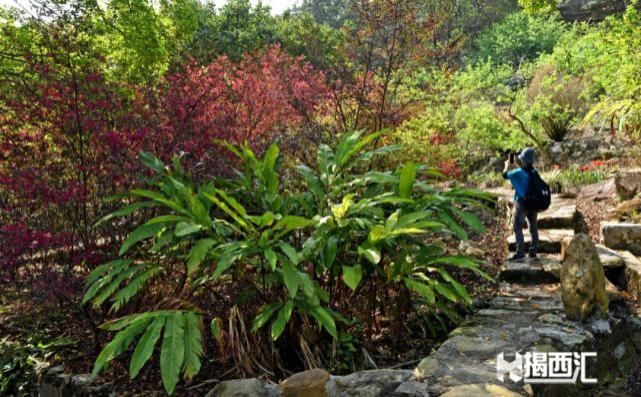 龙山杜鹃怒放，赏花正当时，点缀揭西的绿水青山