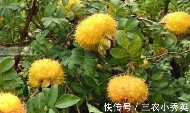 食用价值|乡下生长一种野果,味道甜还能酿酒,营养丰富,也可以泡茶喝