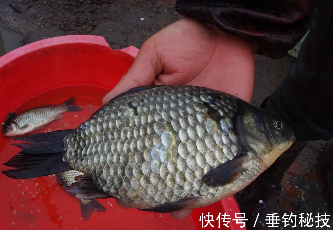 冬天鲫鱼进窝慢，怎么才能让鲫鱼快速进窝？看看我说的这几点